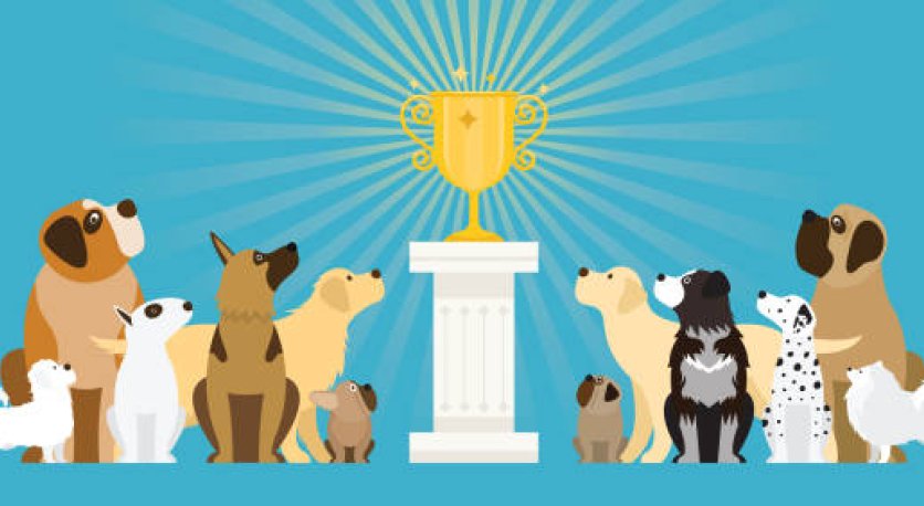 Uluslararası Köpek Irkları Standartları Yarışması Çorlu'da Yapılacak